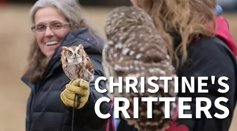 Critters