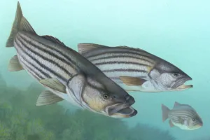 Image of striped bass